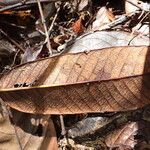 Amphimas ferrugineus Лист