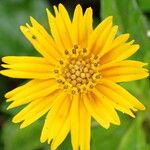 Sphagneticola trilobata Flower