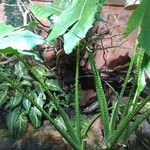 Alocasia zebrina Other