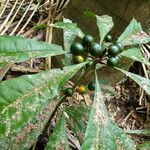 Clavija costaricana Fruit