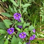 Solanum laciniatum Кветка