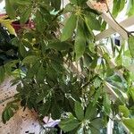 Schefflera arboricolaЛисток