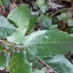 Melicoccus bijugatus Leaf