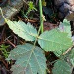 Rubus ursinus Leaf