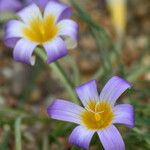 Romulea ligustica Blomst