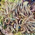 Diphasiastrum alpinum Likasa