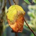 Malus sylvestris Folha