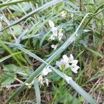 Vicia sylvatica Blomst