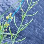 Rorippa palustris ফল