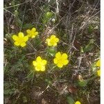 Ranunculus bullatusFlower