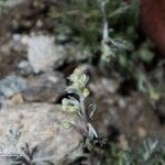 Artemisia umbelliformis Floare