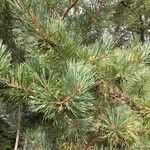 Pinus sylvestrisList