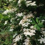 Spiraea × vanhouttei Õis