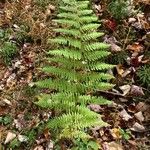 Dryopteris intermedia Лист