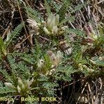 Astragalus greuteri Habitus