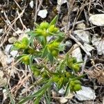 Euphorbia exigua Gyümölcs