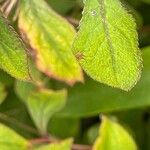 Ceratostigma willmottianum Blatt