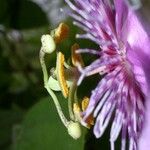 Passiflora menispermifolia Λουλούδι