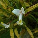 Sobralia macrantha Floare