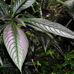 Strobilanthes auriculata Лист