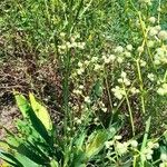 Eryngium elegans Plante entière