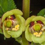 Scrophularia trifoliata Fleur