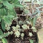 Aeonium goochiae Hoja