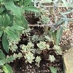 Aeonium goochiae List