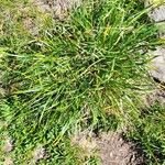 Carex sempervirens Likasa