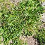 Carex sempervirens Blad