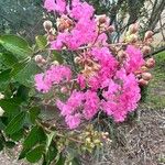 Lagerstroemia speciosaBloem