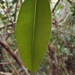 Calophyllum tacamahaca Leaf