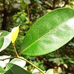 Trilepisium madagascariense 葉