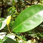 Trilepisium madagascariense Jani