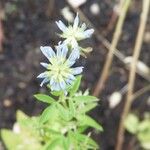 Trigonella caerulea Flor