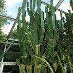 Cereus jamacaru অভ্যাস