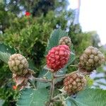 Rubus scaber Vili
