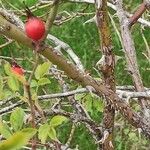 Rosa caryophyllacea Kôra