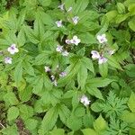 Cardamine pentaphyllos 花