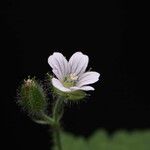 Eucrypta chrysanthemifoliaVirág
