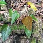 Anthurium subsignatum Leaf