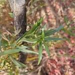 Baccharis salicifolia Blatt