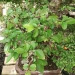 Ulmus crassifolia Leaf