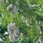 Robinia pseudoacacia花