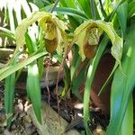 Phragmipedium longifolium Кветка