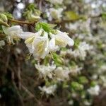 Lonicera fragrantissima Flower