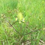 Melampyrum cristatum Virág
