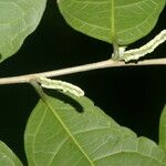 Trophis racemosa Feuille