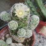 Mammillaria vetulaچھال