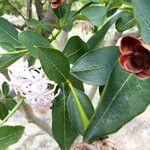 Dais cotinifolia Λουλούδι